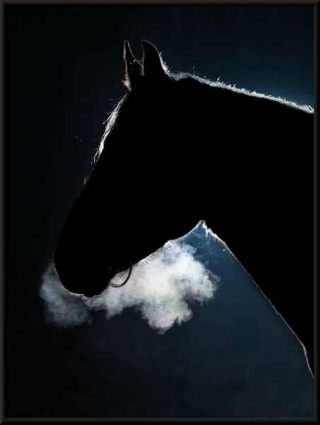 Affiche cheval noir – Image 4