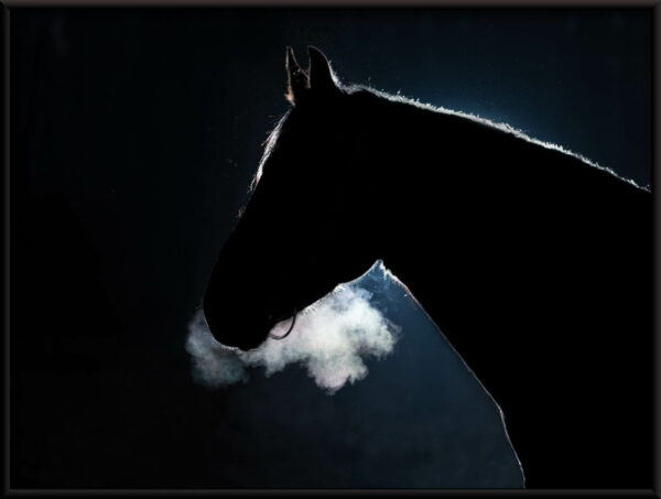 Affiche cheval noir – Image 2