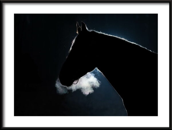 Affiche cheval noir