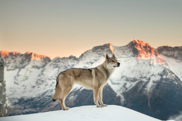 Poster XXL Loup Solitaire