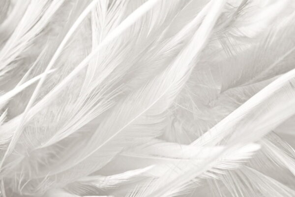 Peinture murale Plumes douces