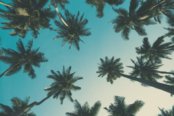 Peinture murale Palmier Ciel
