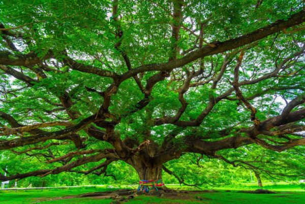 Poster XXL Grand Arbre