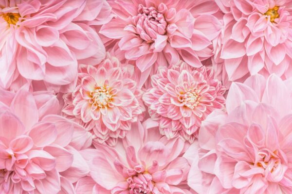 Peinture murale Bouquet rose