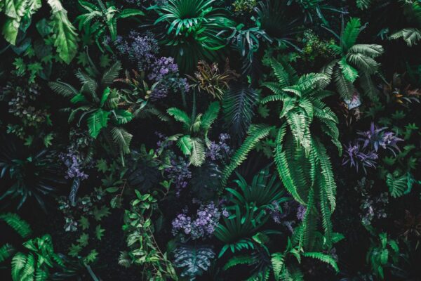 Peinture murale Violette en vert