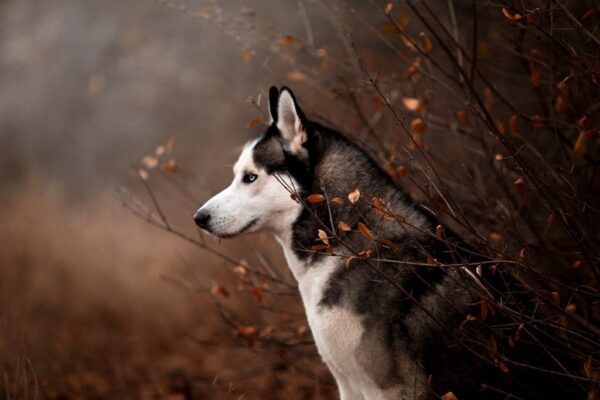 Peinture murale Chien d'automne