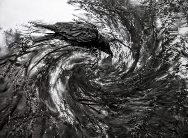 Poster XXL Corbeau noir