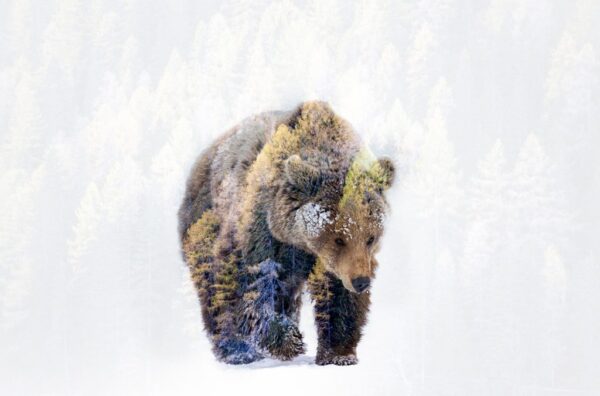 Poster XXL Ours sauvage