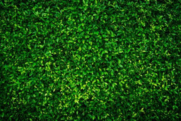 Peinture murale Mur Vert