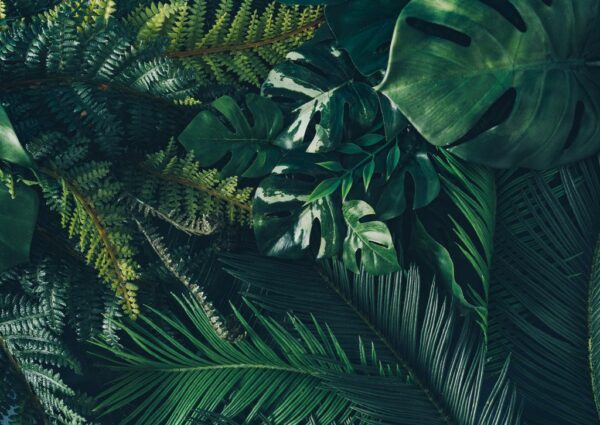 Poster XXL Grandes Feuilles