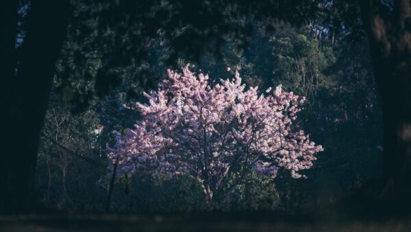 Poster XXL Buisson de printemps