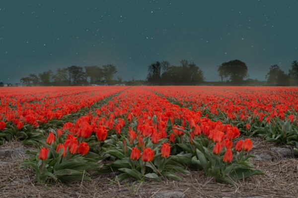 Peinture murale Tulipes nocturnes