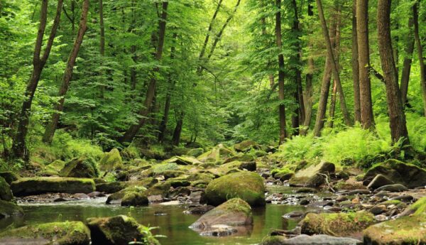 Poster XXL Forêt Rivière