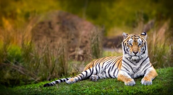 Poster XXL Tigre du Bengale