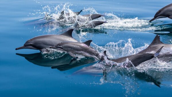 Peinture murale Dauphins dans l'eau