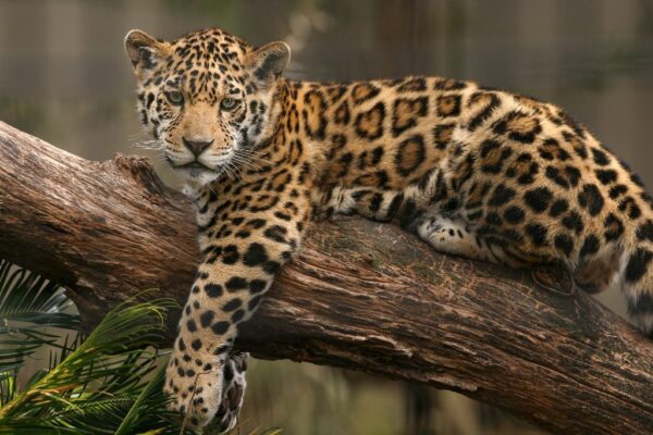 Peinture murale Jaguar sur l'arbre