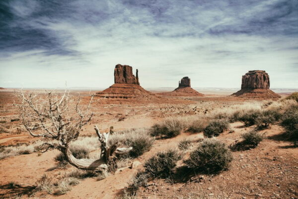 Peinture murale Paysage de savane