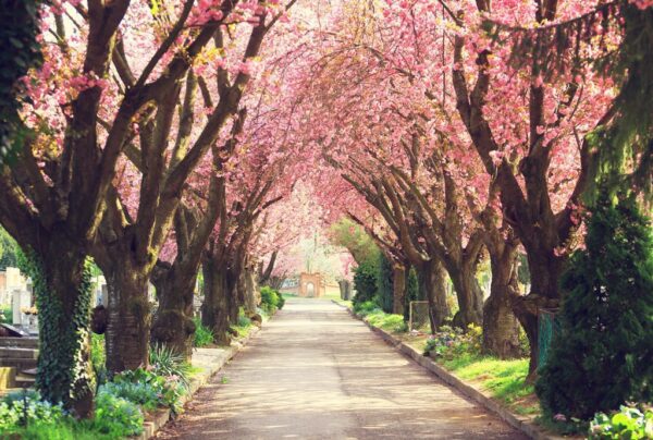 Poster XXL Ruelle rose