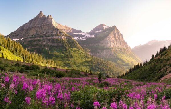 Peinture murale Fleurs de montagne