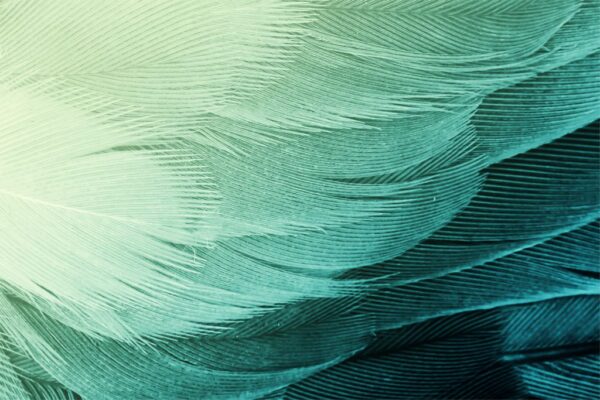 Peinture murale Plumes vertes