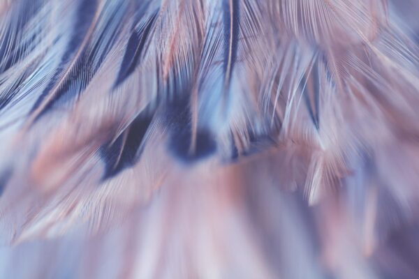 Peinture murale Plumes Gros Plan