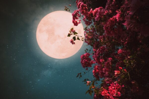 Peinture murale Fleurs et lune