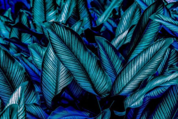 Peinture murale Feuilles bleues