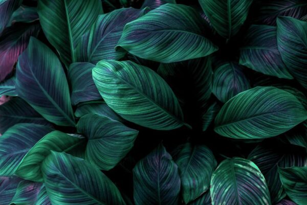 Peinture murale Composition de feuilles