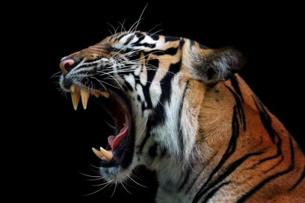 Peinture murale Tigre dangereux