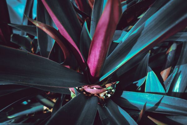 Peinture murale Fleur tropicale