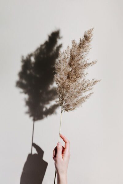 Papiers peints Ombre d'herbe