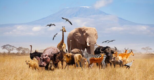 Poster XXL Toute l'Afrique