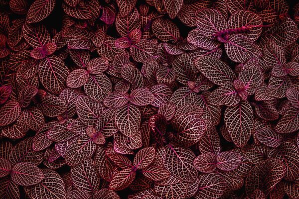 Peinture murale Feuilles rouges