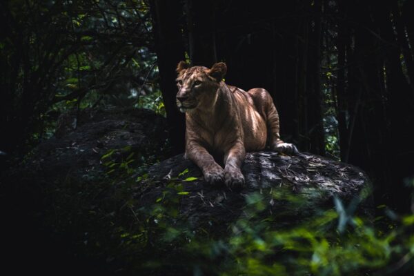 Papier peint Lion dans la jungle