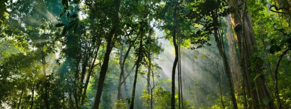 Poster XXL Arbres hauts