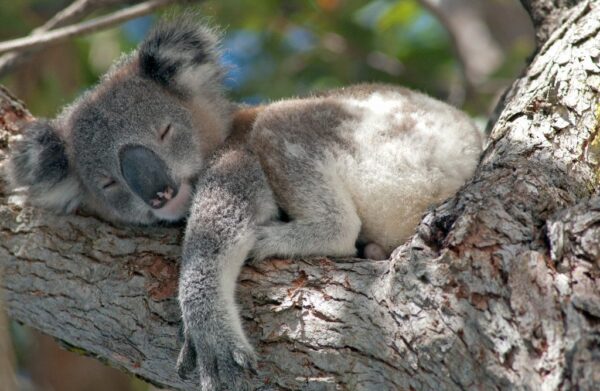 Peinture murale Koala endormi