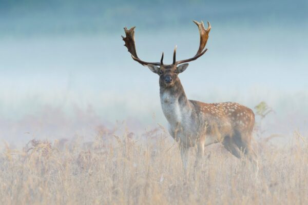 Poster XXL Grand cerf