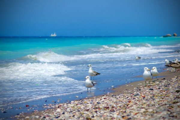 Mouettes sur la plage Posters XXL