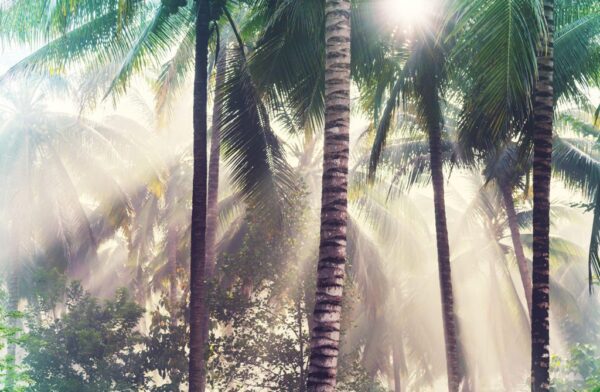 Poster XXL Le Soleil dans la Jungle