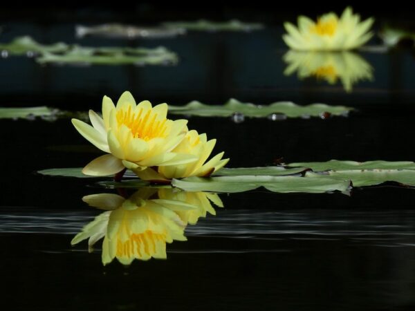 Peinture murale Lotus jaune