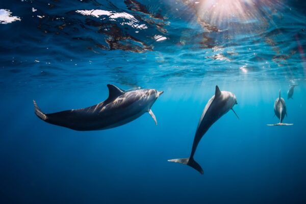Peinture murale Dauphins sous l'eau