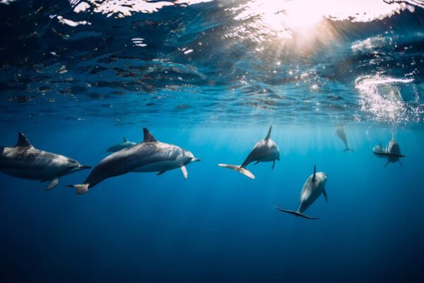 Peinture murale Dauphins dansants