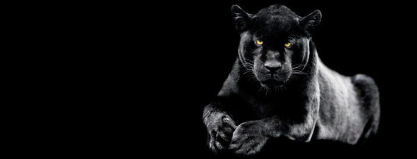 Poster XXL Jaguar noir