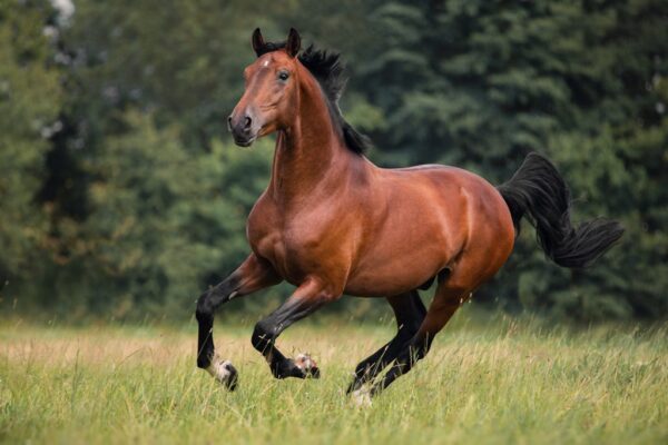 Peinture murale Cheval au galop