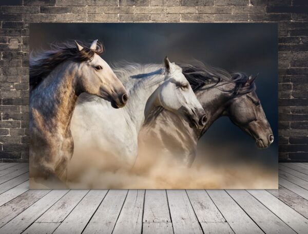 Image de chevaux qui courent