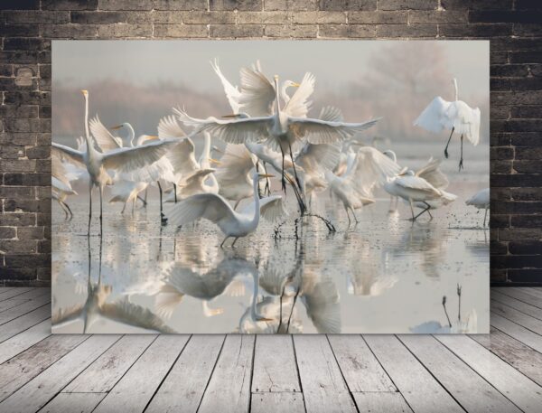 Une image d'un cygne dansant