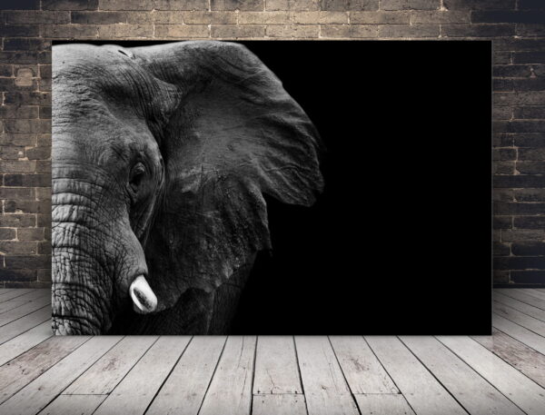 Une image de profil d'éléphant