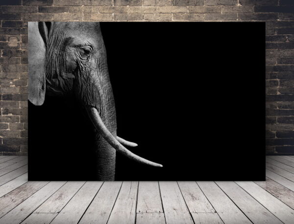 Image de profil droit d'un éléphant