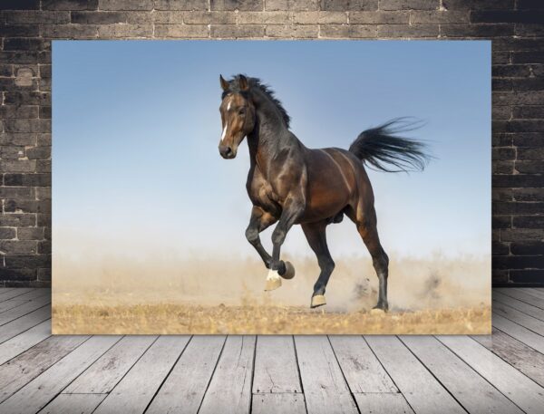 Une image d'un cheval sur le paddock