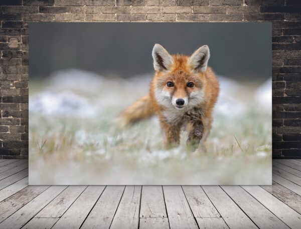 Image d'un renard roux en chasse